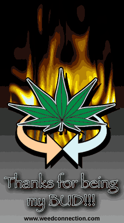 WeedConnection.com - Medical Marijuana Resource