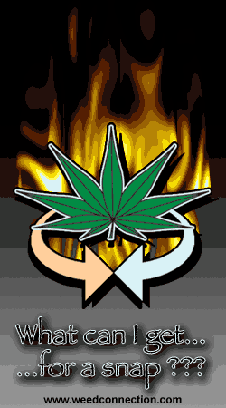 WeedConnection.com - Medical Marijuana Resource