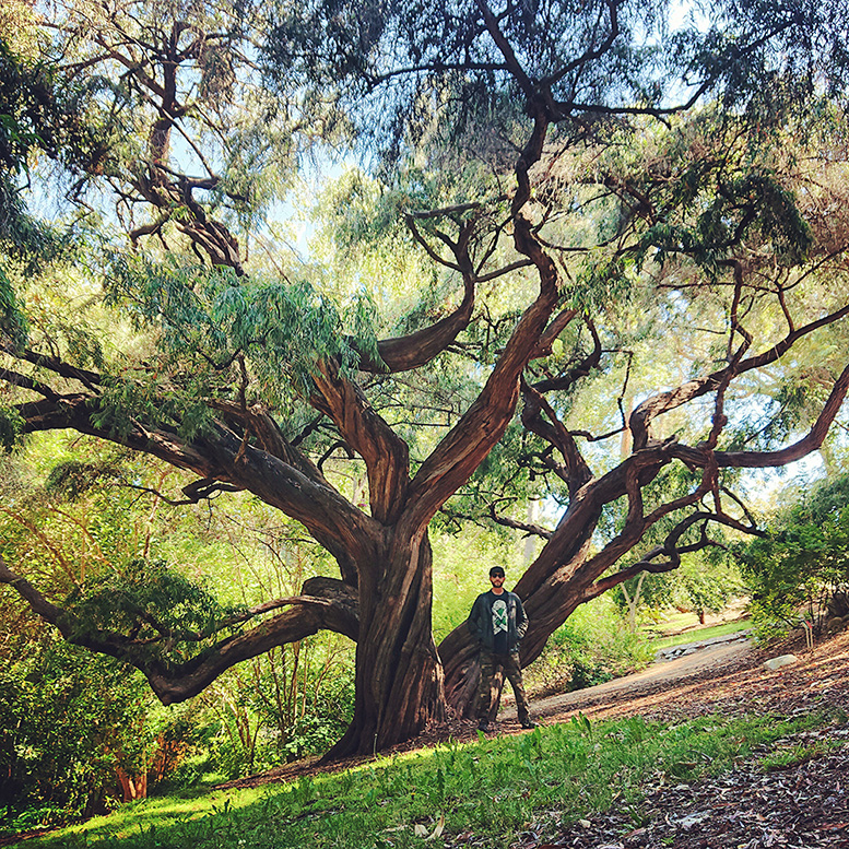 #Tree #OG @RussellRope