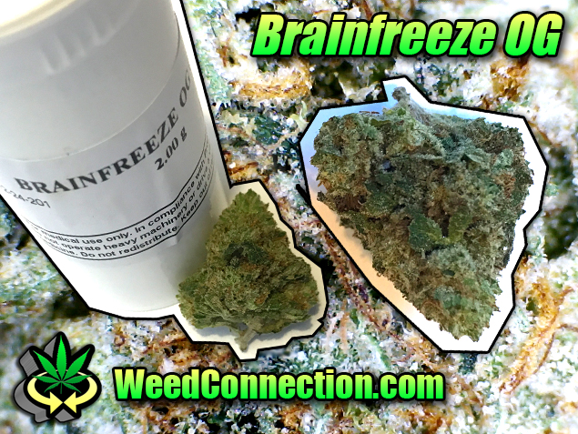 #Brainfreeze #OG #Kush