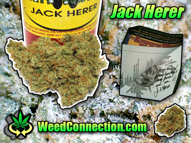#Bong #RiP #JackHerer