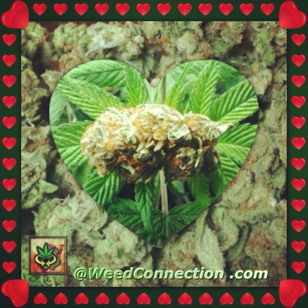 #Hempy #ValentinesDay