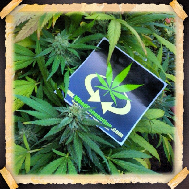 #Free #Stickers @WeedConnection